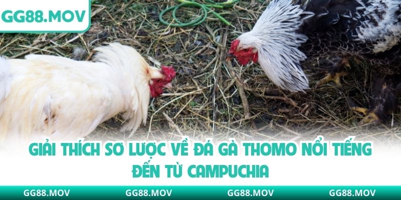 Giải thích sơ lược về đá gà Thomo nổi tiếng đến từ Campuchia